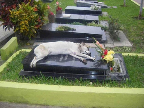 Hình ảnh chú chó nằm bên mộ chủ khiến bất kì ai nhìn vào cũng rưng rưng nước mắt. Tình cảm gắn bó giữa động vật và con người luôn là một điều tuyệt vời.