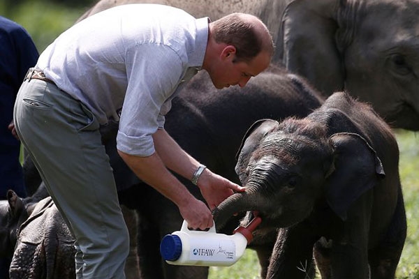 Hoàng tử William là người tích cực với các hoạt động bảo vệ động vật hoang dã. Ảnh: Dailymail.