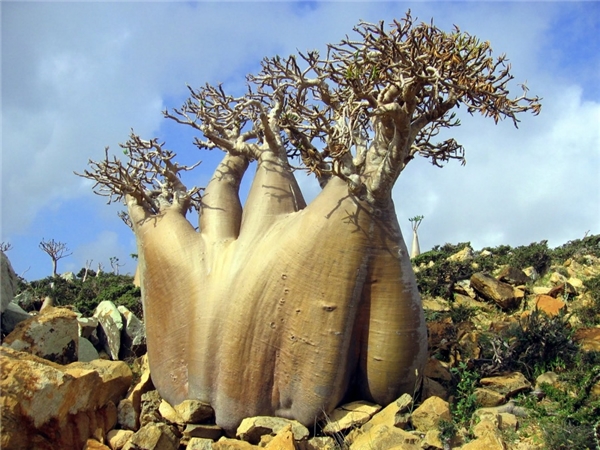  Socotra thuộc Yemen, Ấn Độ Dương được mệnh danh là quần đảo hoang vu nhất thế giới với địa hình hiểm trở chẳng khác nào nơi ở của... UFO. Bên cạnh đó, khí hậu khô nóng khắc nghiệt đã khiến hệ thực vật kì lạ phát triển mạnh ở hòn đảo này.