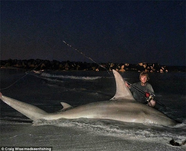 Thanh niên Úc may mắn câu được cá mập đầu búa khổng lồ