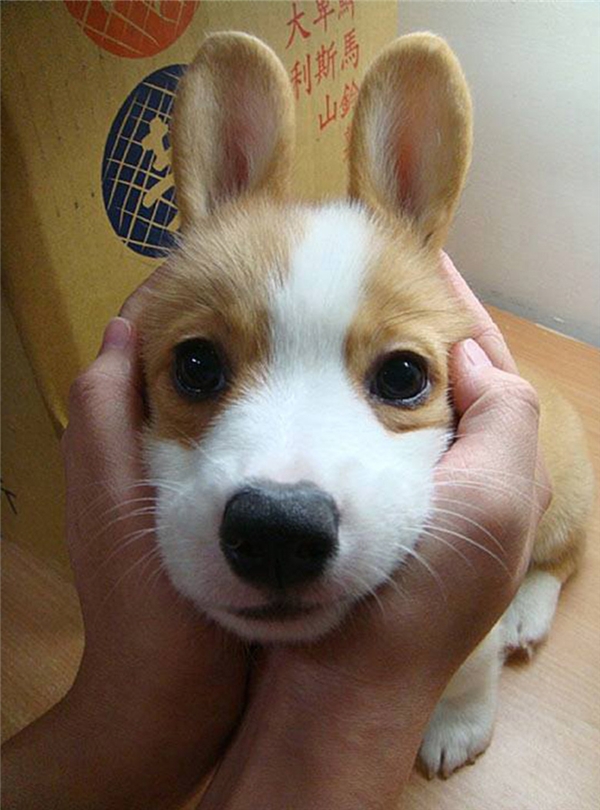 
Mọi người thấy em là con thỏ dễ thương chưa nè.