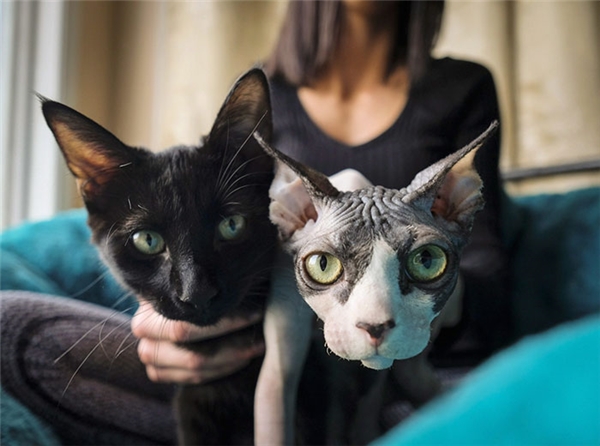 Đây là hai chú mèo khác cũng bị cạo lông, nhổ ria để "cải trang" thành mèo Sphynx và lừa bán cho khách hàng.