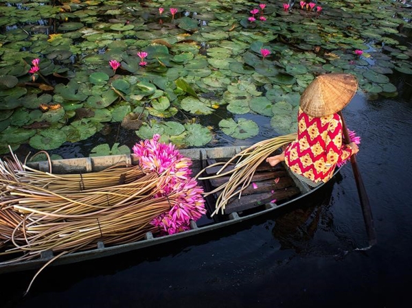 Một người phụ nữ thu hoạch hoa súng ở Đồng bằng Sông Cửu Long. Tác giả bức ảnh cho biết mỗi buổi sáng, người chủ sở hữu chiếc ao rộng 1 km này thu lượm hoa và bán cho các tiểu thương với giá 10.000 đồng/bó. Ảnh: Nhan Le.