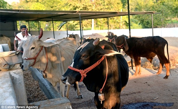 Họ thường dùng nước tiểu tươi từ bò trong trang trại.