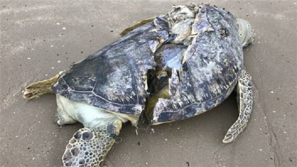Xác chú rùa biển bị cứa làm đôi nằm lạnh lẽo ở một bãi biển vắng. (Ảnh: Internet)