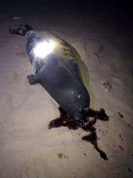 Hình ảnh chú hải cẩu bị thương nặng, nằm trên bờ cát. (Ảnh: Facebook)