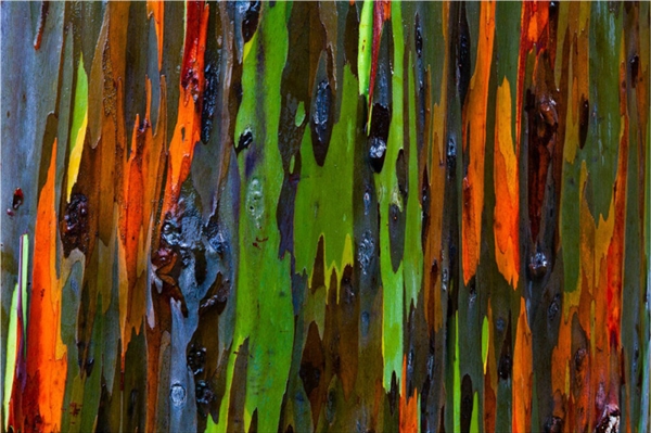 Cận cảnh lớp vỏ màu sắc sặc sỡ của một cây khuynh diệp ở Hawaii, giống như một bức tranh sơn dầu theo trường phái trừu tượng nào đó.