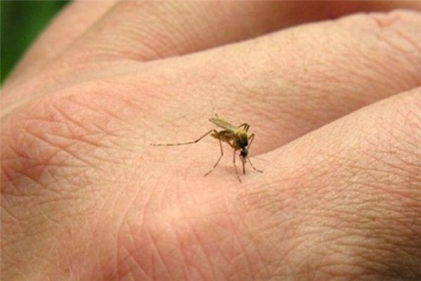 Muỗi là vật trung gian lan truyền virus Zika. (Ảnh: Internet)