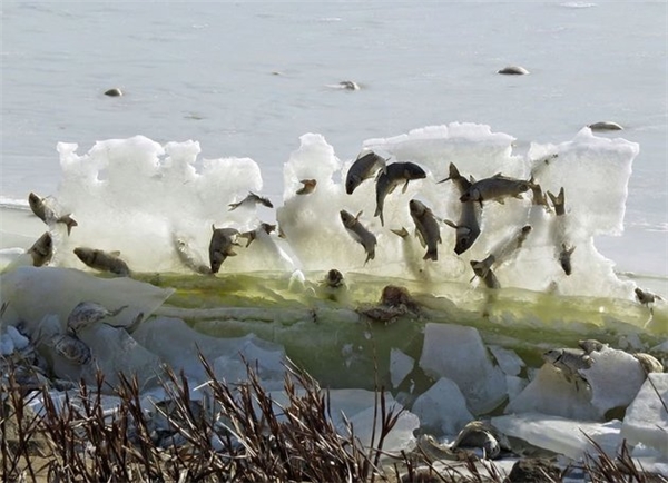 Đàn cá bị đóng băng giữa không trung vì thời tiết quá khắc nghiệt