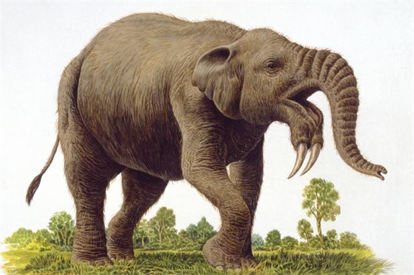Loài Deinotherium có hình dáng giống voi ngày nay nhưng to lớn hơn và đặc biệt có cặp ngà mọc ở cằm.