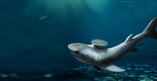 Stethacanthus có ngoại hình khá tương đồng so với loài cá mập hiện đại.