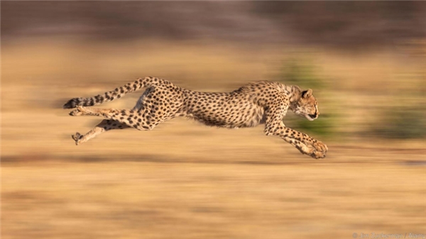 Báo gê-pa/báo cheetah (120km/h): Nó là loài thú bốn chân nhanh nhất thế giới, có thể tăng tốc từ 0 lên 10km/h chỉ trong vòng có 3 giây. Theo tạp chí National Geographic, có một cô báo cheetah cái có tên Sarah từng chạy được 100m trong vòng 5,59 giây, trở thành con vật nhanh nhất thế giới lúc 11 tuổi. Sarah qua đời vào ngày 22/01/2016 vừa qua, được 15 tuổi.