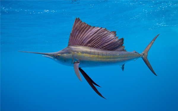 Cá buồm (109km/h): Đây là loài cá bơi nhanh nhất dưới biển, với chiếc vây dựng đứng kéo dọc sống lưng và chiếc mỏ nhọn đặc trưng. Ngoài ra chúng còn có thể phóng nhảy lên mặt nước rất ấn tượng. Dù nhanh như vậy nhưng chúng vẫn bị con người săn bắt rất nhiều.