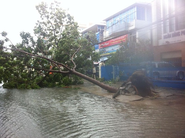
	
	Tuyến đường Quang Trung dẫn đến Bệnh viện Đa Khoa TP Đà Nẵng bị tắc nghẽn trầm trọng do cây to ngã đổ chèn ngang đường. Ảnh: Linh Suzu.