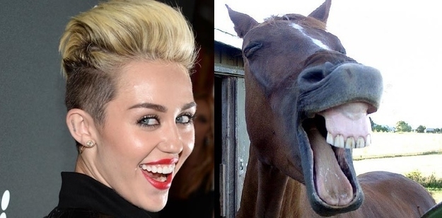 16 chú ngựa trông giống y hệt...Miley Cyrus