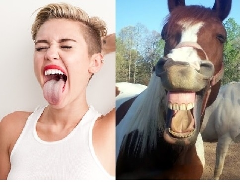 16 chú ngựa trông giống y hệt...Miley Cyrus