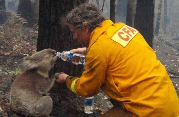 
	
	Một nhân viên cứu hỏa đang tiếp nước cho một chú koala trong một vụ cháy rừng vào ngày thứ bảy đen tối của tiểu bang Victoria, Úc vào năm 2009