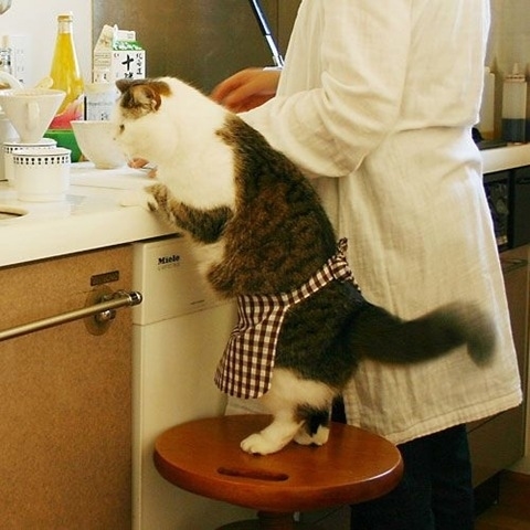 Làm bánh cùng đầu bếp... mèo