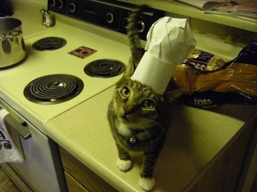 Làm bánh cùng đầu bếp... mèo