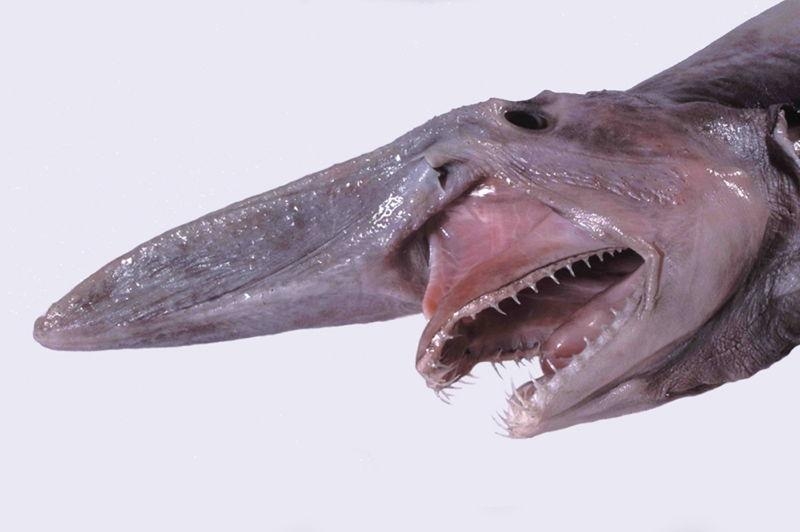 7 loài cá kì lạ có hình thù đáng sợ nhất đại dương