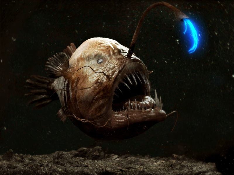 7 loài cá kì lạ có hình thù đáng sợ nhất đại dương