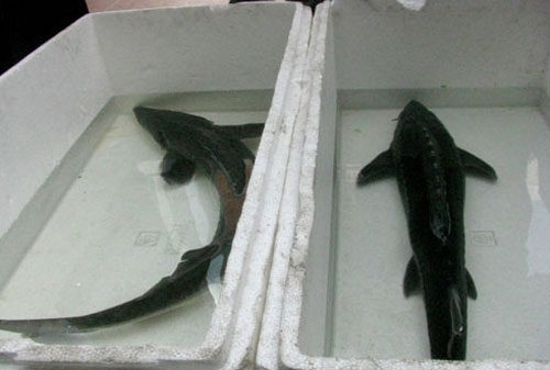 
	
	Người mua khó lòng phân biệt được cá tầm nuôi tại Việt Nam (trái) và cá tầm nuôi ở Trung Quốc (phải)