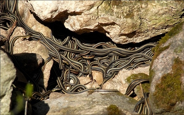 Nổi da gà xâm nhập hang động nhung nhúc rắn độc