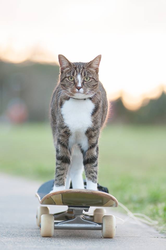 Ngộ nghĩnh chú mèo trượt ván siêu điệu nghệ