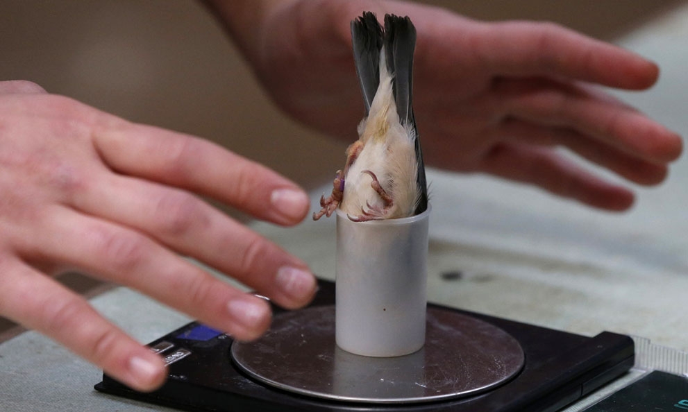 
	
	Cân nặng của một chú chim nhỏ được các nhà động vật học xác định bằng cách này