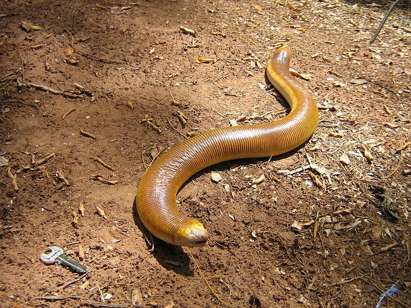 
	
	Cận cảnh một con "sâu rắn" được gọi là Amphisbaena