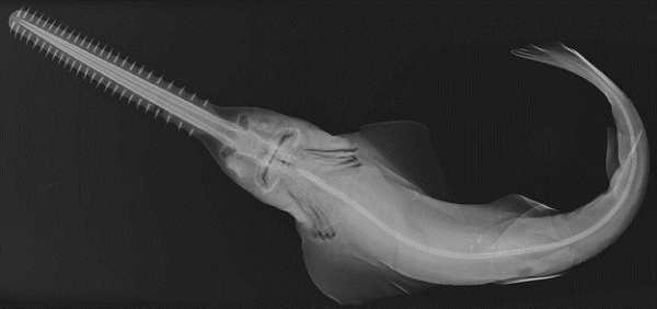 
	
	Cơ thể bên trong cá đuối phức tạp hơn nhiều so với vẻ ngoài đơn giản của nó.
	Không nên đụng vào cá kiếm nếu bạn đã từng nhìn thấy chúng khi được soi dưới tia X quang. Tất nhiên, điểm nổi bật nhất chính là "cây kiếm" dài với những chiếc răng nhọn.