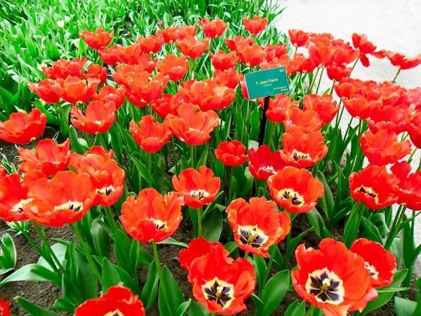 Say đắm trước vườn hoa lớn nhất châu Âu với hơn 7 triệu hoa tulip