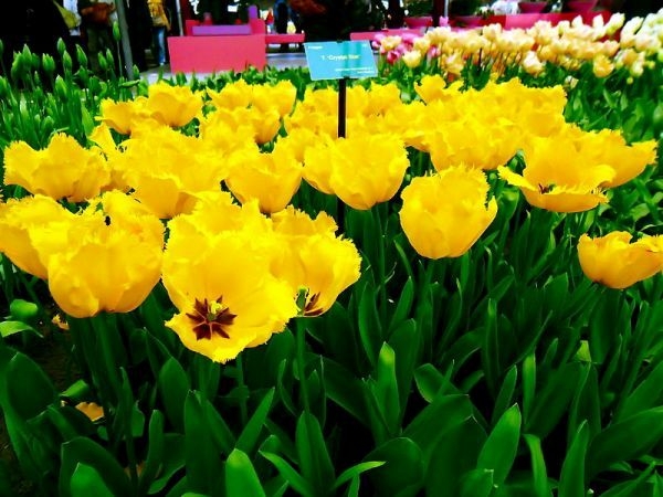 Say đắm trước vườn hoa lớn nhất châu Âu với hơn 7 triệu hoa tulip
