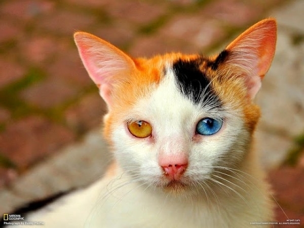 Những chú mèo nổi tiếng nhờ đôi mắt có một không hai của mình