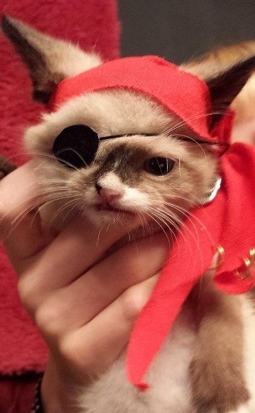 Những chú mèo nổi tiếng nhờ đôi mắt có một không hai của mình