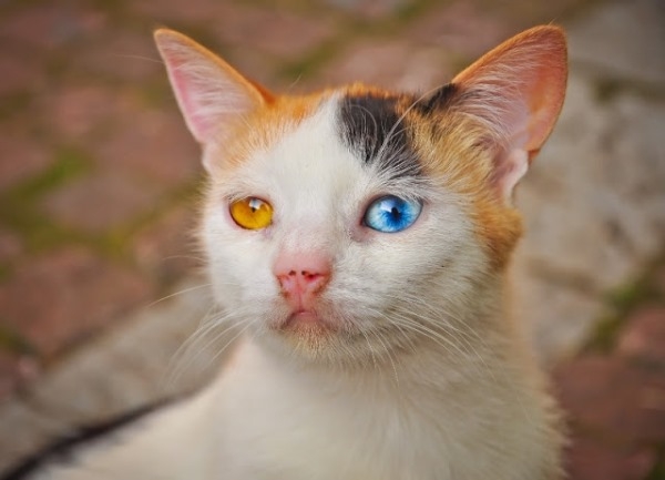 Siêu lạ chú mèo có hai màu mắt khác nhau cực ấn tượng