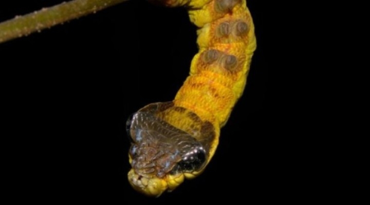 Lạ lùng ấu trùng bướm có thân hình giống loài rắn