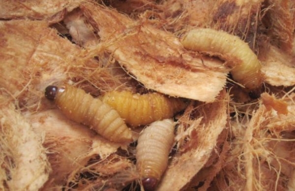 Sửng sốt món ngon đặc sản chế biến từ các loài côn trùng ghớm ghiếc