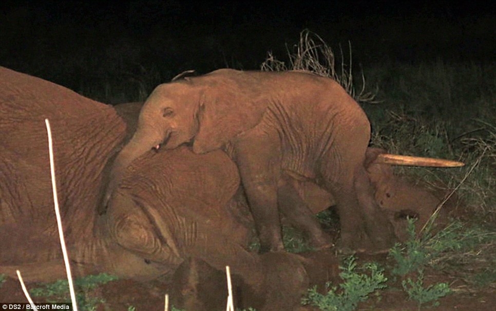 
	
	Hình ảnh voi con thức trắng bên cạnh thi thể voi mẹ, tại Samburu, miền Bắc Kenya
