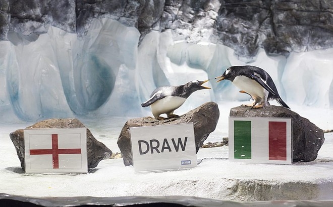 
	
	Hai chú chim cánh cụt Gentoo của Viện hải dương học Birmingham, Anh có vẻ mâu thuẫn về việc dự đoán trận Anh - Italy. Một chọn kết quả hòa, còn một chọn Italy thắng.