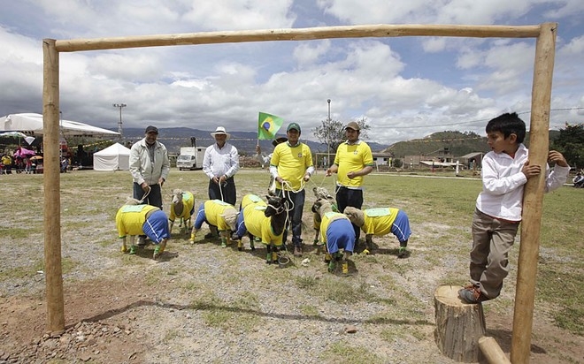 
	
	Những chú cừu được cho mặc quần áo đội tuyển Brazil chuẩn bị cho trận đấu cừu Colombia - Brazil diễn ra tại Nobsa, Colombia. Trận đấu này là một hoạt động kỷ niệm ngày lễ của những người nuôi cừu lấy lông ở địa phương.