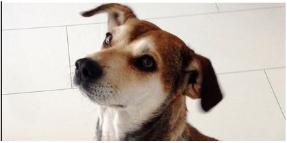 Hình ảnh các chú chó trước và sau khi được giải cứu