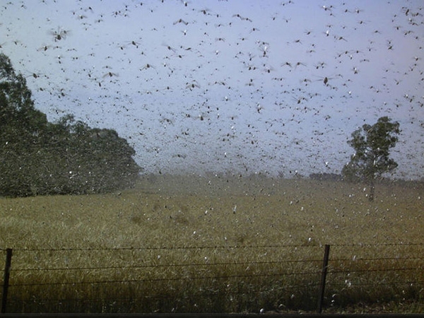 Đáng sợ những cuộc "xâm lăng" của côn trùng
