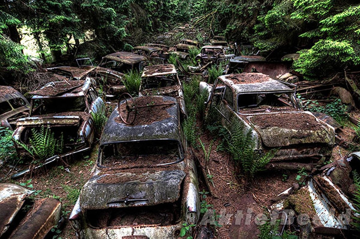 
	
	Đã hơn 70 năm trôi qua, bùn đất và lá cây đã dần phủ ngập những chiếc xe cổ đại