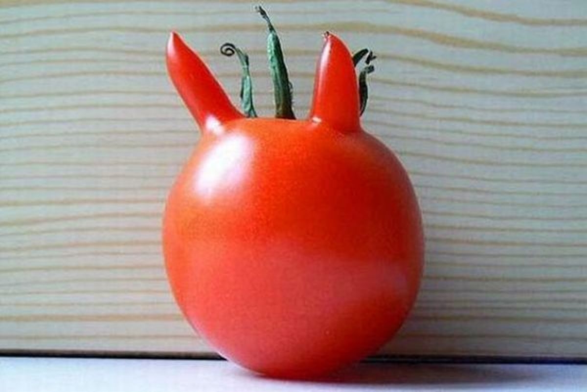 
	
	Cà chua mọc sừng ư?