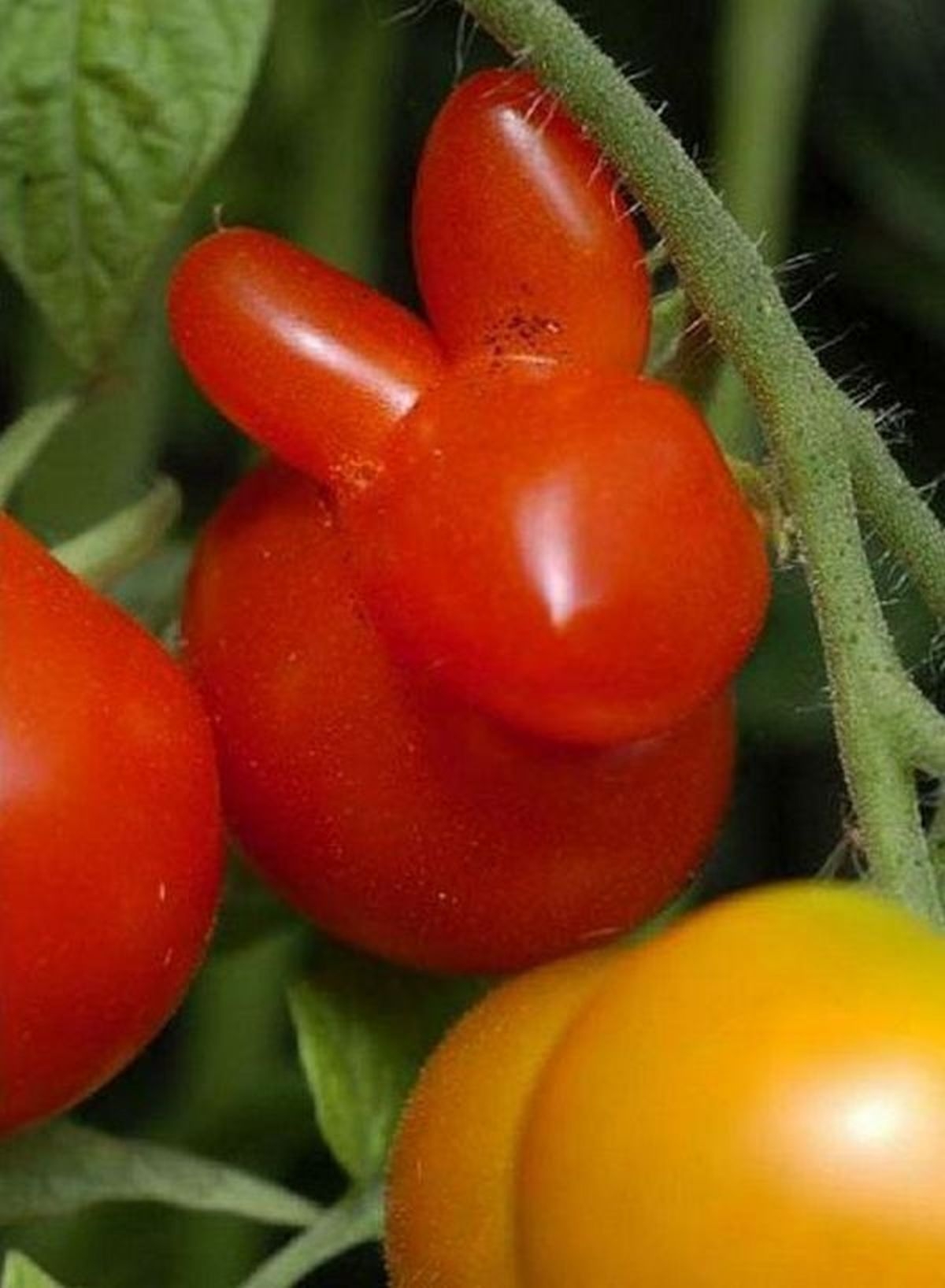 
	
	Hay cà chua lại hóa thân thành những chú thỏ tí hon