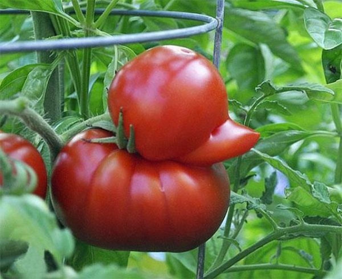 
	
	Cà chua hóa kiếp vịt bầu