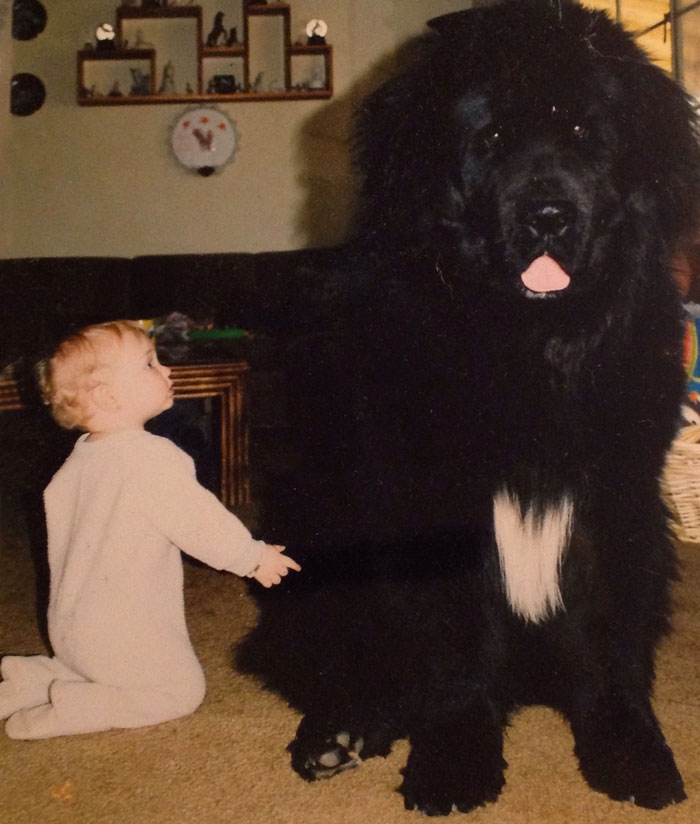 Đáng yêu hình ảnh các bé bên những chú chó khổng lồ