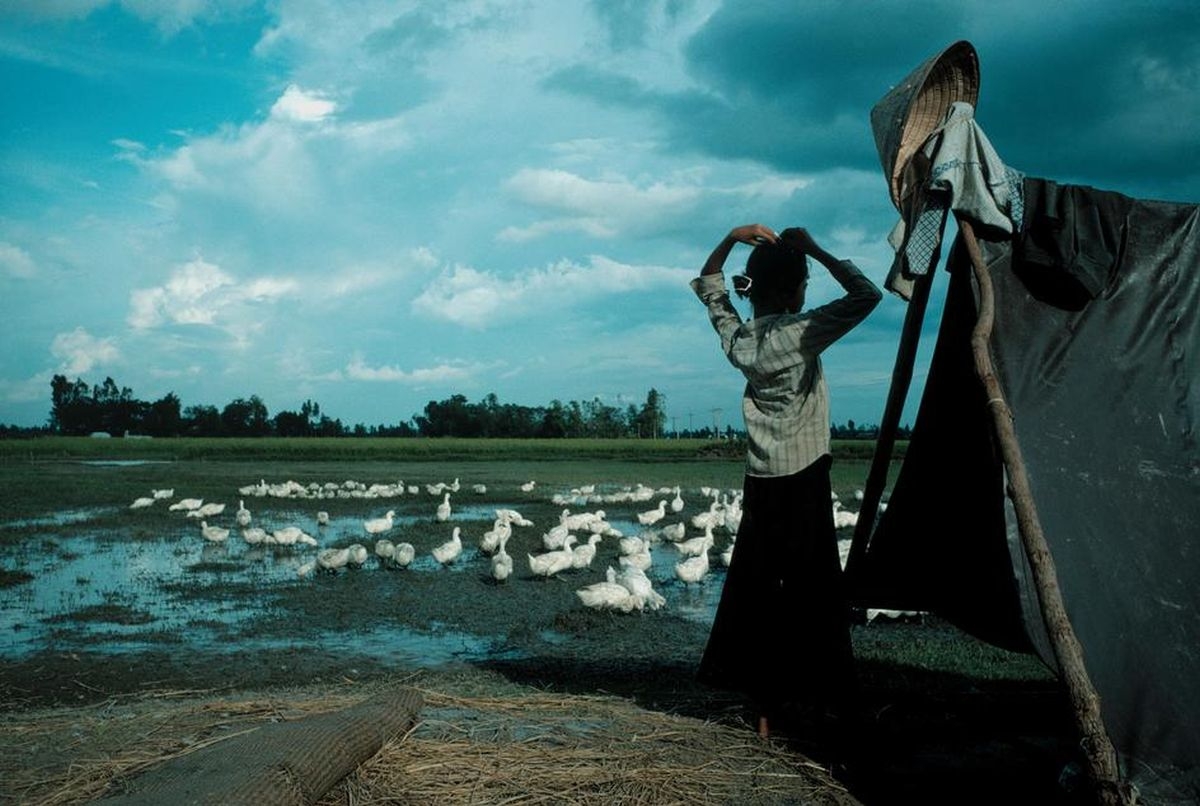 
	
	Một người phụ nữ ở Đồng bằng sông Cửu Long với đàn vịt