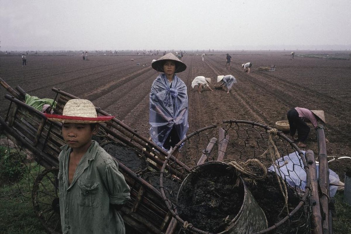 
	
	Người nông dân trên cánh đồng Hà Nội